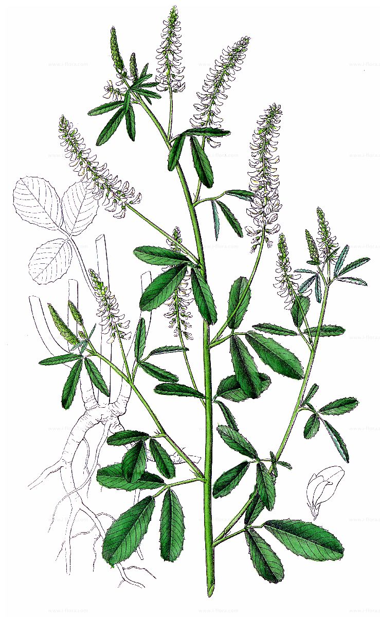 Melilotus Albus