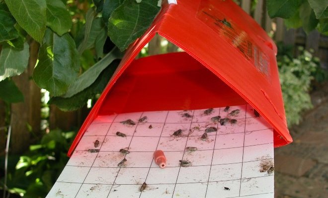 Ящик петлюка для учета мелких насекомых фото
